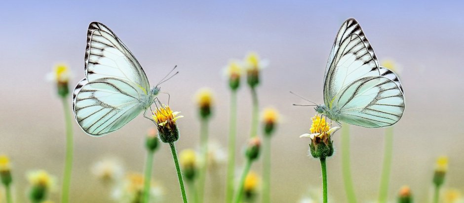 zwei Schmetterlinge auf Blumen