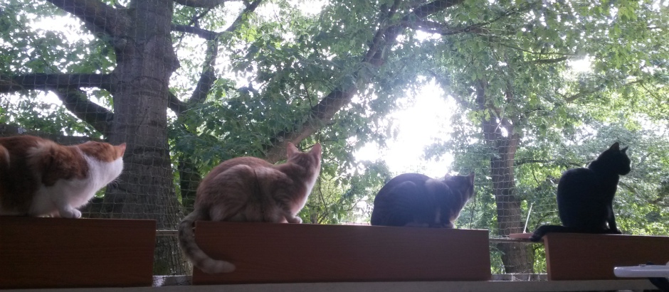 meine vier Katzen auf Balkon